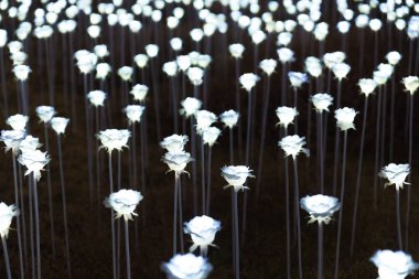 Seul, Sou Dongdaemun tasarım Plaza'daki LED gül bahçesi yaktı