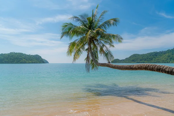 Kokospalme über dem sommerlichen Strand von Phuket, Thailand. Summe — Stockfoto
