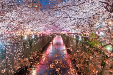 Kiraz çiçeği Meguro kanal Tokyo, Japonya'da geceleri kaplı. Spri
