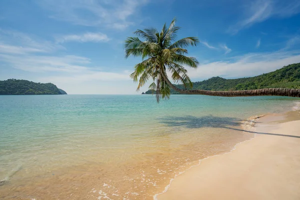 Kookospalmu kesärantameren yllä Phuketissa, Thaimaassa. Yhteenveto — kuvapankkivalokuva