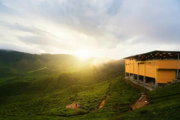 Amazing Malaysia landscape. View of tea plantation in sunset/sun