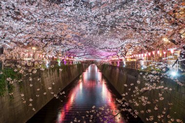 Kiraz çiçeği Meguro kanal Tokyo, Japonya'da geceleri kaplı. Spri