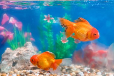 Japon Yeşil güzel ile tatlı su akvaryum balığı tro dikti