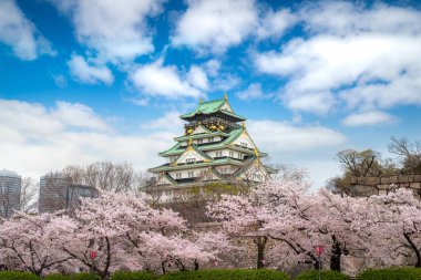 Japon kiraz çiçeği bahçesi ve turist sigi olan Osaka Kalesi