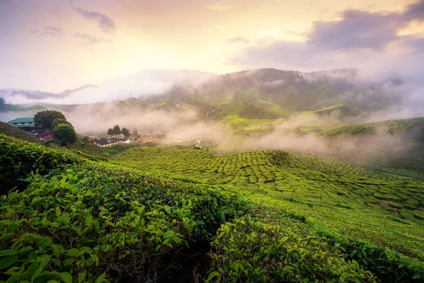 Tea plantation in the mountains during sunrise in Cameron highlands, Malaysia with harsh light morning. Malaysia tourism, nature life, or landscape most visited tourist attractions concept