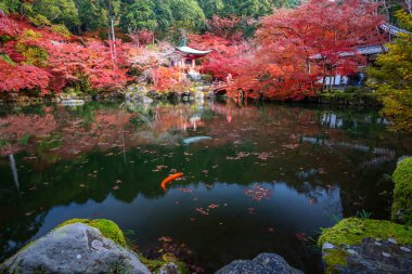 Japonya 'nın başkenti Kyoto' da, sonbahar mevsiminde Daigoji Tapınağı 'nda gölet ve renk değişimine sahip kırmızı pagoda ve kırmızı köprü. Japonya turizmi, doğa hayatı veya manzara en çok ziyaret edilen turizm konsepti