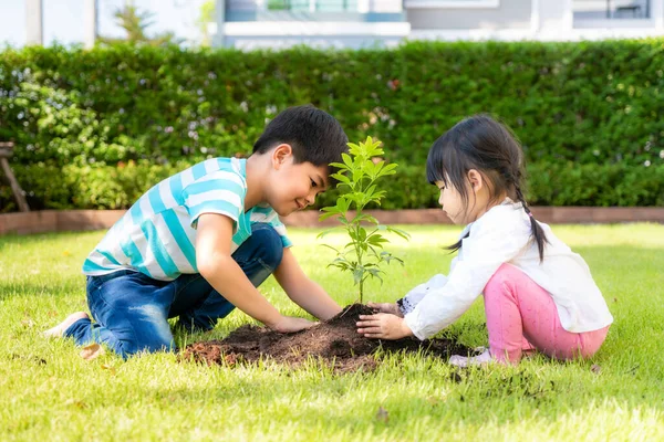 Frère Sœur Asiatiques Plantant Ensemble Jeunes Arbres Sur Sol Noir — Photo