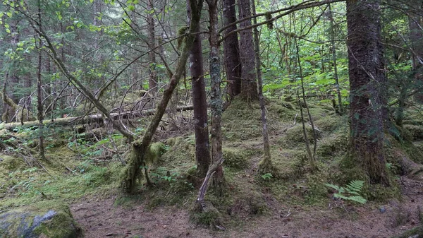 Paisagens Floresta Nacional Tongass Juneau Alaska Estados Unidos — Fotografia de Stock