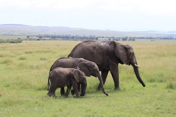 three elephants of different sizes lined up in the Masai Mara savana