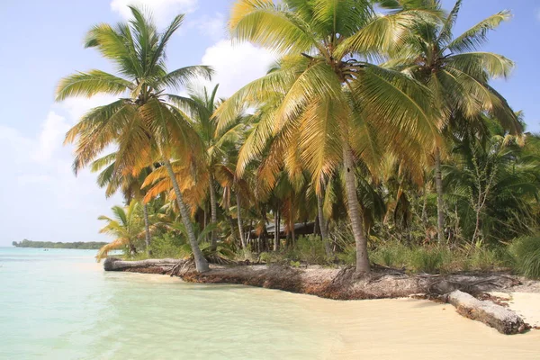 Palmeira Paisagem Praia Caribe — Fotografia de Stock