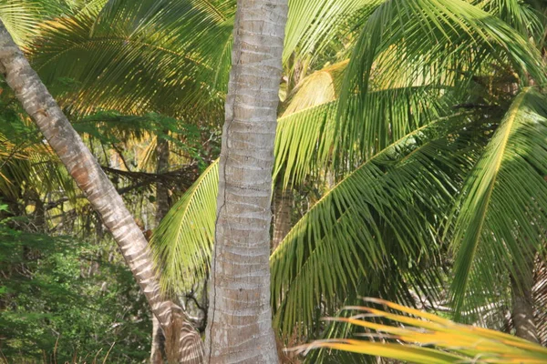 Фоне Пальмовых Листьев Карибском Море — стоковое фото