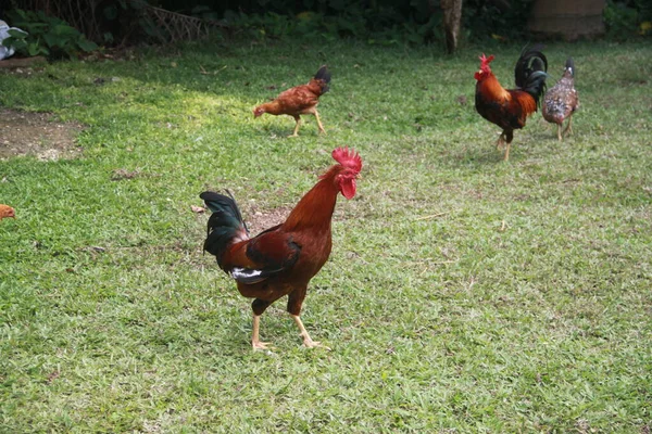 Beautiful Rooster Dominican Hacienda — Stock Photo, Image