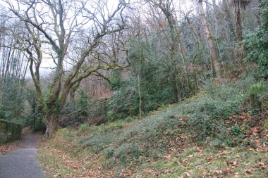 Bertiz Ulusal Parkı manzarası (Navarra, İspanya, Avrupa)