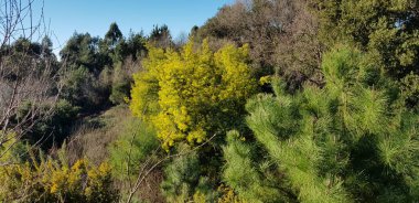 view of the forest in the mountains of the mediterranean