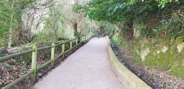 a small path is walking through the forest.