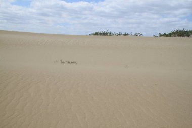 Rio Grande do Norte Brazil 'deki Galinhos kumullarının manzarası