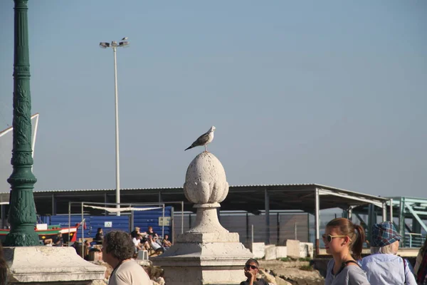 Lissabon Portugal Oktober 2015 Fiskmås Placerad Stolpe Lissabon — Stockfoto