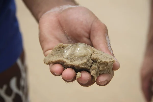 Hand Holding Jellyfish Piece Sand Beach Galinhos Rio Grande Norte — Stock Photo, Image
