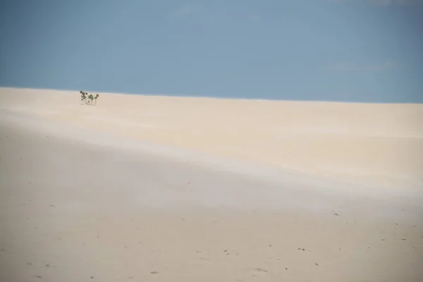 Rio Grande Norte Brazil Deki Galinhos Kumullarının Manzarası — Stok fotoğraf