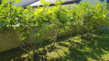 Serada yetişen yeşil bitkiler