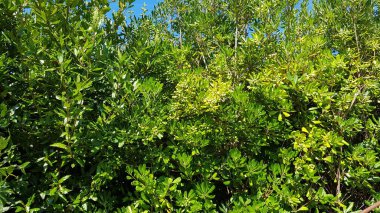 green tree leaves in summer time
