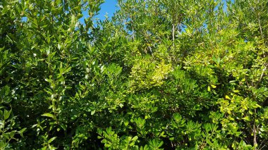 close-up green leaves on a tree in the forest.