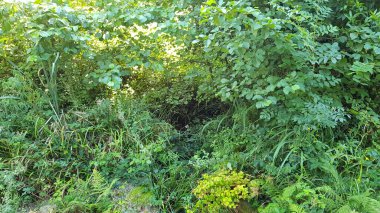 green foliage of a garden.