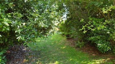 Yaprakları olan yeşil ağaç, doğa arka planı