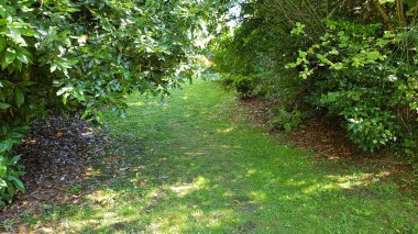 beautiful landscape with a small trees in the park