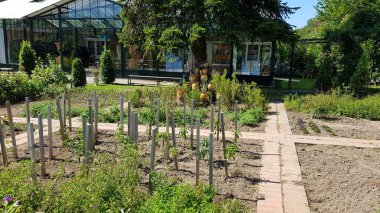 Bahçedeki yeşil bitkiler