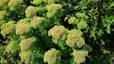 Güzel botanik fotoğrafı, doğal duvar kağıdı.