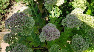 Bahçede yetişen güzel çiçekler