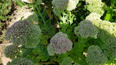 Bahçedeki beyaz çiçekler