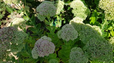 Çiçeklerin çiçek açtığı yakın plan.