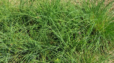 yeşil bitkilerin arka plan