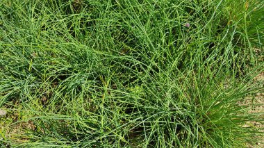 güzel yeşil doğa çimen arka planı