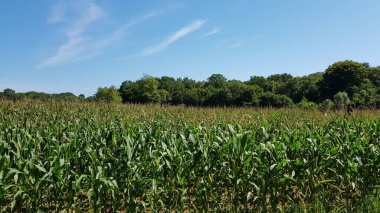 Yeşil mısırların yetiştiği bir tarla.