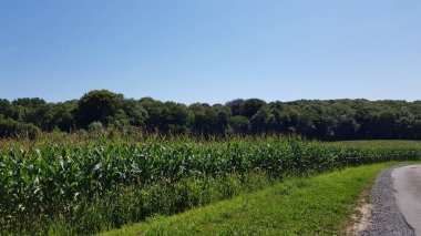 Yeşil mısırların yetiştiği bir tarla.