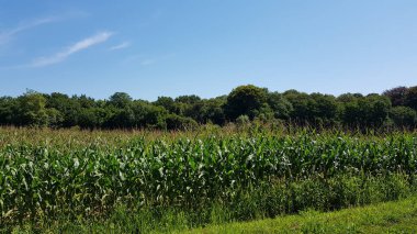 Yeşil mısırların yetiştiği bir tarla.