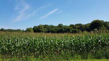 Yeşil mısırların yetiştiği bir tarla.