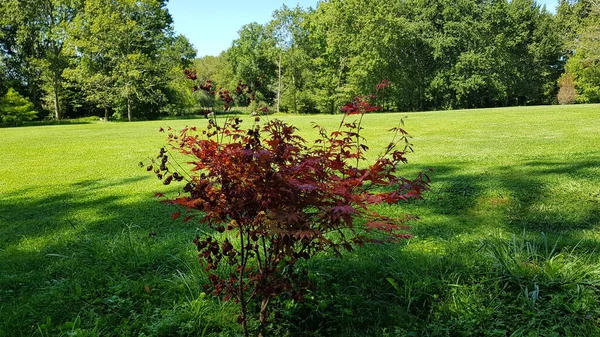 Uitzicht Het Gras Bomen Van Tuin Van Een Atelier Aquitaine — Stockfoto
