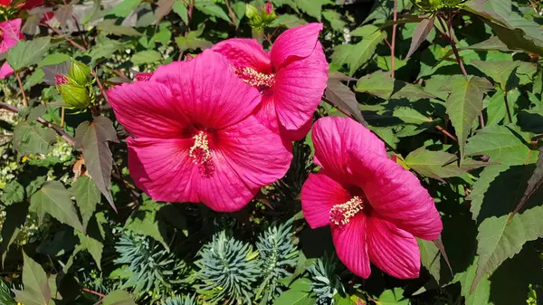 Рожеві Квіти Аквітанському Саду Франція — стокове фото