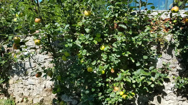 Ekologiska Äpplen Fruktträdgård Aquitaine Frankrike — Stockfoto