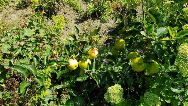 Jabłka Organiczne Sadzie Akwitanii Francji — Zdjęcie stockowe