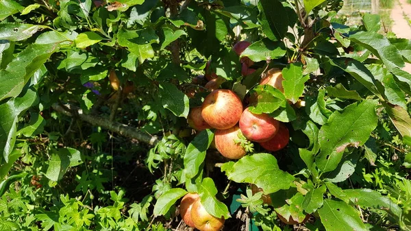 Manzanas Rojas Blancas Huerto — Foto de Stock