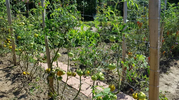 Ripe Green Tomatoes Garden — Stock Photo, Image