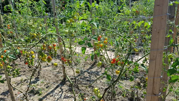 Buah Delima Matang Pohon Taman Close — Stok Foto