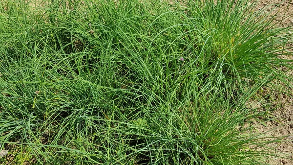 close up texture of green grass