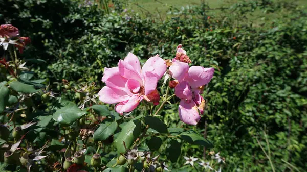 Kwitnące Źródło Tła Piękna Scena Kwitnącymi Drzewami Słoneczny Dzień Różowe — Zdjęcie stockowe