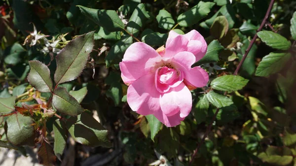 Kwitnące Źródło Tła Piękna Scena Kwitnącymi Drzewami Słoneczny Dzień Różowe — Zdjęcie stockowe